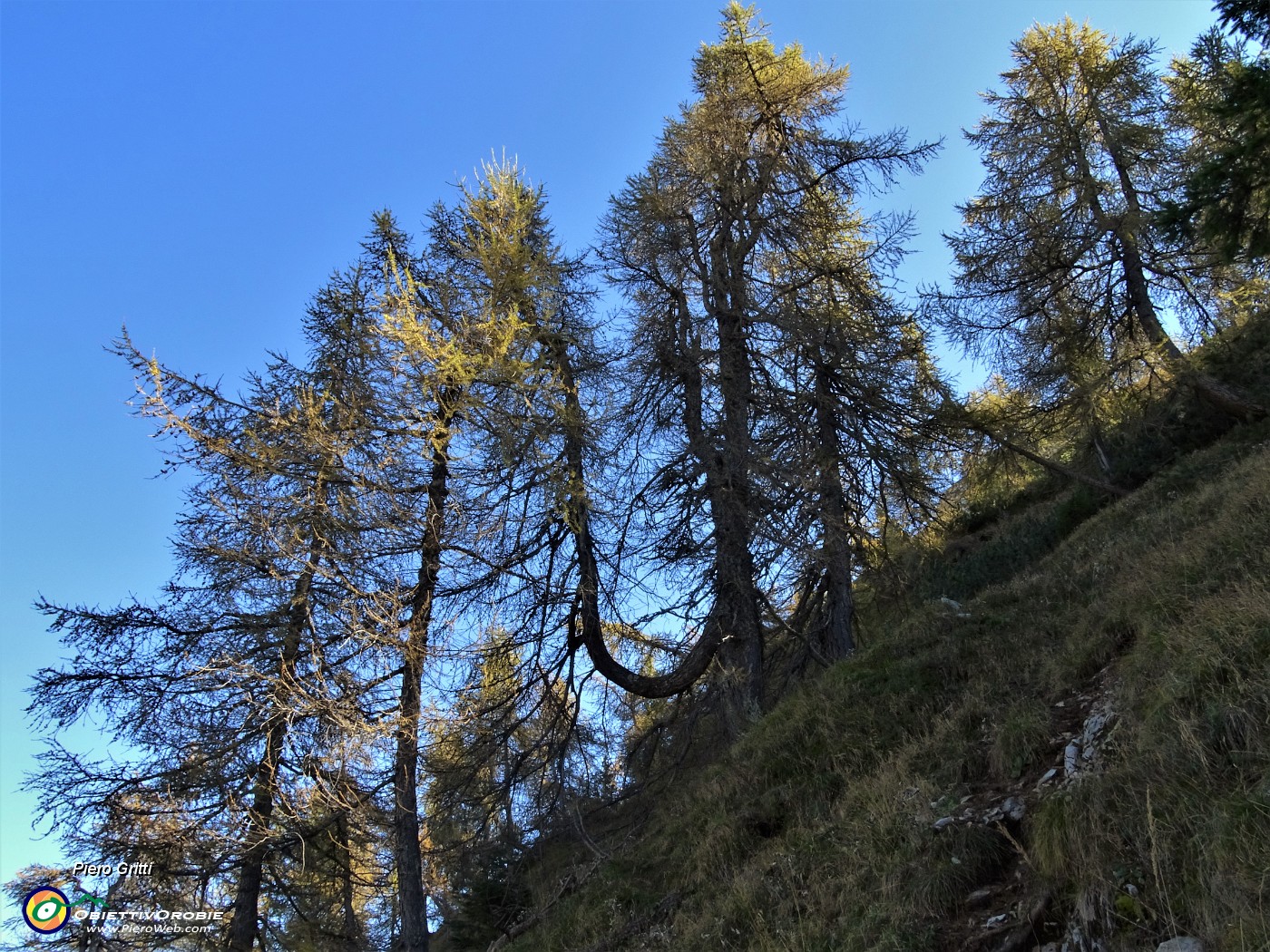 58 Sul ripido sentierino di salita dal Passo di Monte Colle al Pizzo Badile larici colorati d'autunno.JPG
